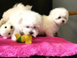 Show Kalite Mini Maltese Terrier Yavrularımız