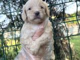 Irk Ve Sağlık Garantili Maltipoo Yavrular