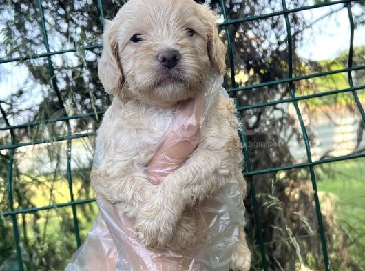 Irk Ve Sağlık Garantili Maltipoo Yavrular görsel