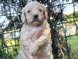 Irk Ve Sağlık Garantili Maltipoo Yavrular