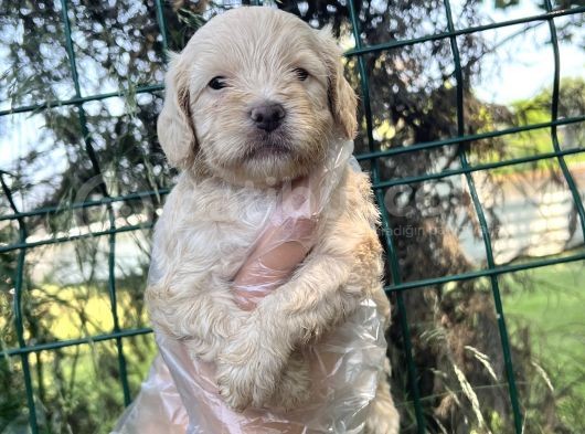 Irk Ve Sağlık Garantili Maltipoo Yavrular görsel