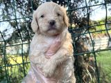 Irk Ve Sağlık Garantili Maltipoo Yavrular