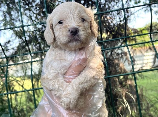 Irk Ve Sağlık Garantili Maltipoo Yavrular görsel