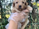 Irk Ve Sağlık Garantili Maltipoo Yavrular