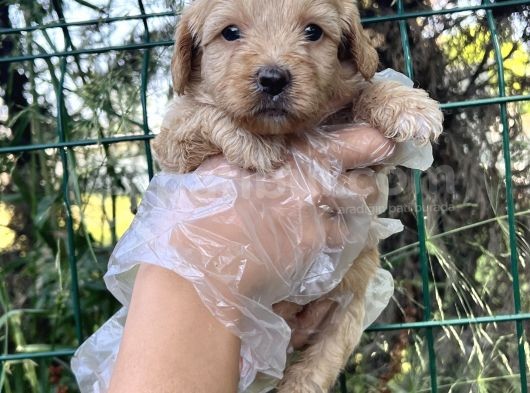 Irk Ve Sağlık Garantili Maltipoo Yavrular görsel