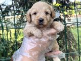 Irk Ve Sağlık Garantili Maltipoo Yavrular