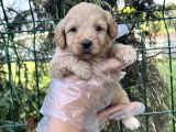 Irk Ve Sağlık Garantili Maltipoo Yavrular