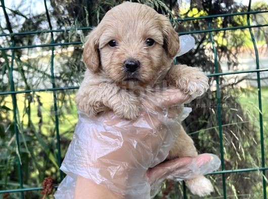 Irk Ve Sağlık Garantili Maltipoo Yavrular görsel