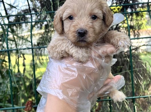 Irk Ve Sağlık Garantili Maltipoo Yavrular