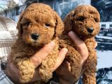Safkan Toy Poodle Yavrularım