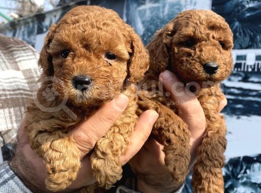Safkan Toy Poodle Yavrularım görsel
