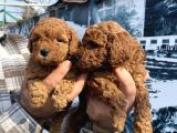 Safkan toy poodle yavrularım