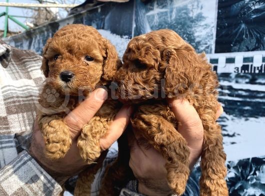 Safkan Toy Poodle Yavrularım