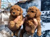 Safkan Toy Poodle Yavrularım
