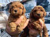 Safkan Toy Poodle Yavrularım