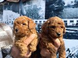 Safkan Toy Poodle Yavrularım