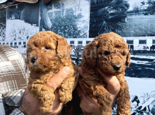 Safkan Toy Poodle Yavrularım görsel