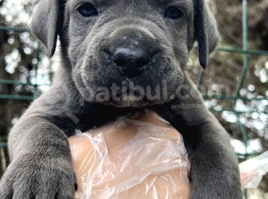 Irk Garantili Cane Corso Yavrular görsel