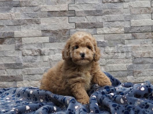Malti̇poo Bebekler görsel