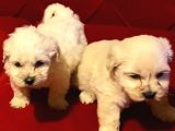 topaç gibi maltipoo