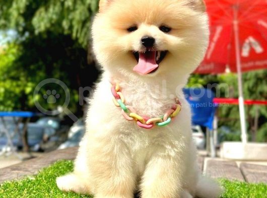 Safkan Pomeranian Boo Yavrularımız görsel