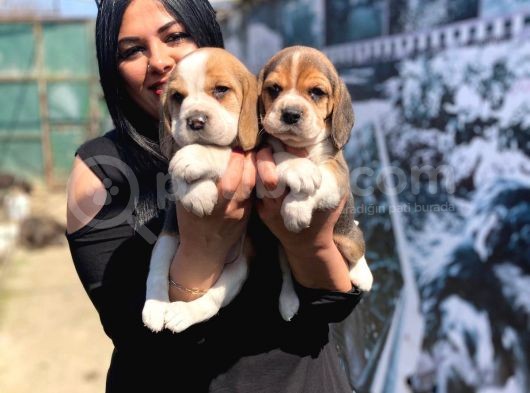 Safkan Beagle Yavrularım görsel