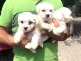 Ufacık Maltese Terrier Yavrularım