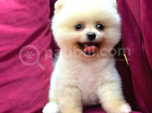 Teddy Bear Pomerian Yavrularımız Dişi Ve Erkek görsel