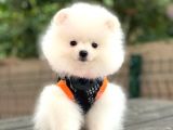 Show Kalite Pomeranian Boo Yavrular