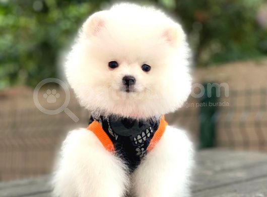 Show Kalite Pomeranian Boo Yavrular görsel