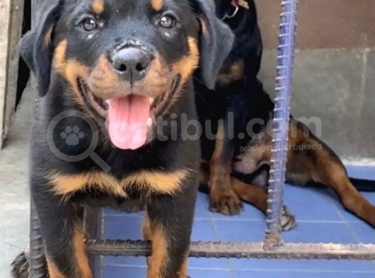 Rottwei̇ler Yavrularim Tesli̇me Hazir