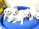 Pamuk Gibi Maltese Terrier Yavrular