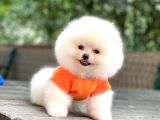 Show Kalite Pomeranian Boo Yavrular