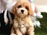 Anne Altından Maltipoo Yavrularımız Dişi Ve Erkek