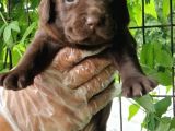 Chocolate Labrador Yavrularim