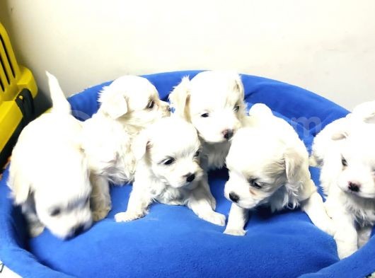 Pamuk Gibi Maltese Terrier Yavrular görsel