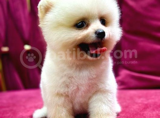 Teddy Bear Pomerian Yavrularımız Dişi Ve Erkek görsel