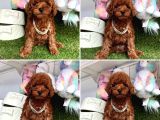Show Kalite Toy Poodle Yavrular