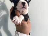 Muhteşem Anatomi̇ French Bulldog Bebeği̇mi̇z