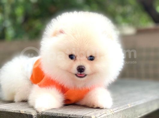 Show Kalite Pomeranian Boo Yavrular