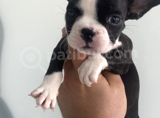 Muhteşem Anatomi̇ French Bulldog Bebeği̇mi̇z görsel