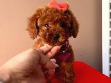 Tuvalet Eği̇ti̇mli̇ Mi̇ni̇ Toy Poodle Bebekleri̇mi̇z
