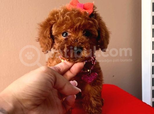 Tuvalet Eği̇ti̇mli̇ Mi̇ni̇ Toy Poodle Bebekleri̇mi̇z görsel