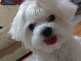 Muhteşem Maltese Bebekler