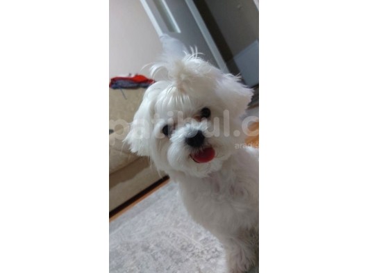 Muhteşem Maltese Bebekler görsel