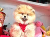 Güzel Sahip Pomeranian