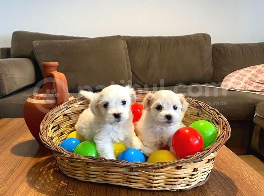 Kar Beyazı Maltese Terrier Bebekler