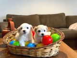 Kar Beyazı Maltese Terrier Bebekler