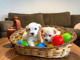 Kar Beyazı Maltese Terrier Bebekler