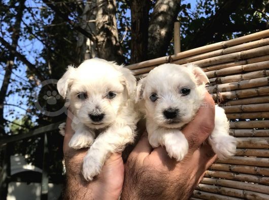 0 Numara Maltese Terrier Yavrularım